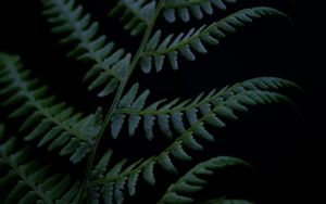 Preview wallpaper fern, branch, plant, dark