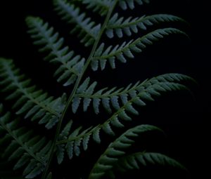 Preview wallpaper fern, branch, plant, dark