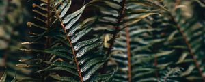 Preview wallpaper fern, branch, plant, drops, water