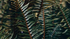 Preview wallpaper fern, branch, plant, drops, water