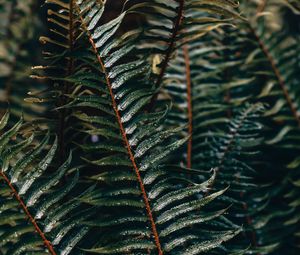 Preview wallpaper fern, branch, plant, drops, water
