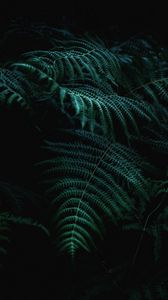 Preview wallpaper fern, branch, plant, macro