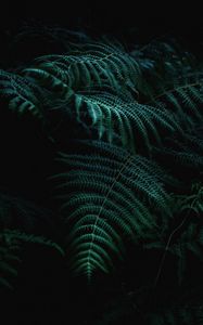 Preview wallpaper fern, branch, plant, macro
