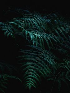 Preview wallpaper fern, branch, plant, macro