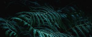 Preview wallpaper fern, branch, plant, macro