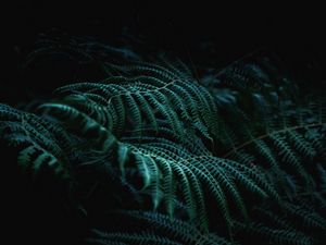 Preview wallpaper fern, branch, plant, macro