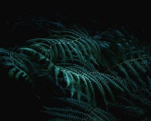 Preview wallpaper fern, branch, plant, macro