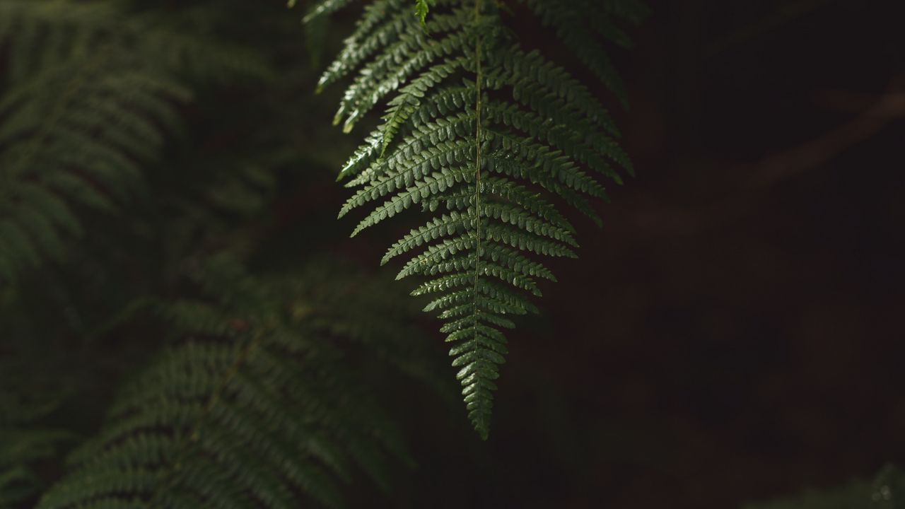 Wallpaper fern, branch, plant, macro, green