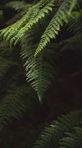 Preview wallpaper fern, branch, plant, macro, green