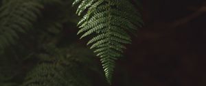Preview wallpaper fern, branch, plant, macro, green