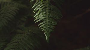 Preview wallpaper fern, branch, plant, macro, green