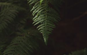 Preview wallpaper fern, branch, plant, macro, green