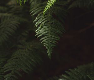 Preview wallpaper fern, branch, plant, macro, green