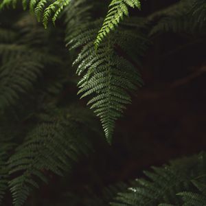 Preview wallpaper fern, branch, plant, macro, green