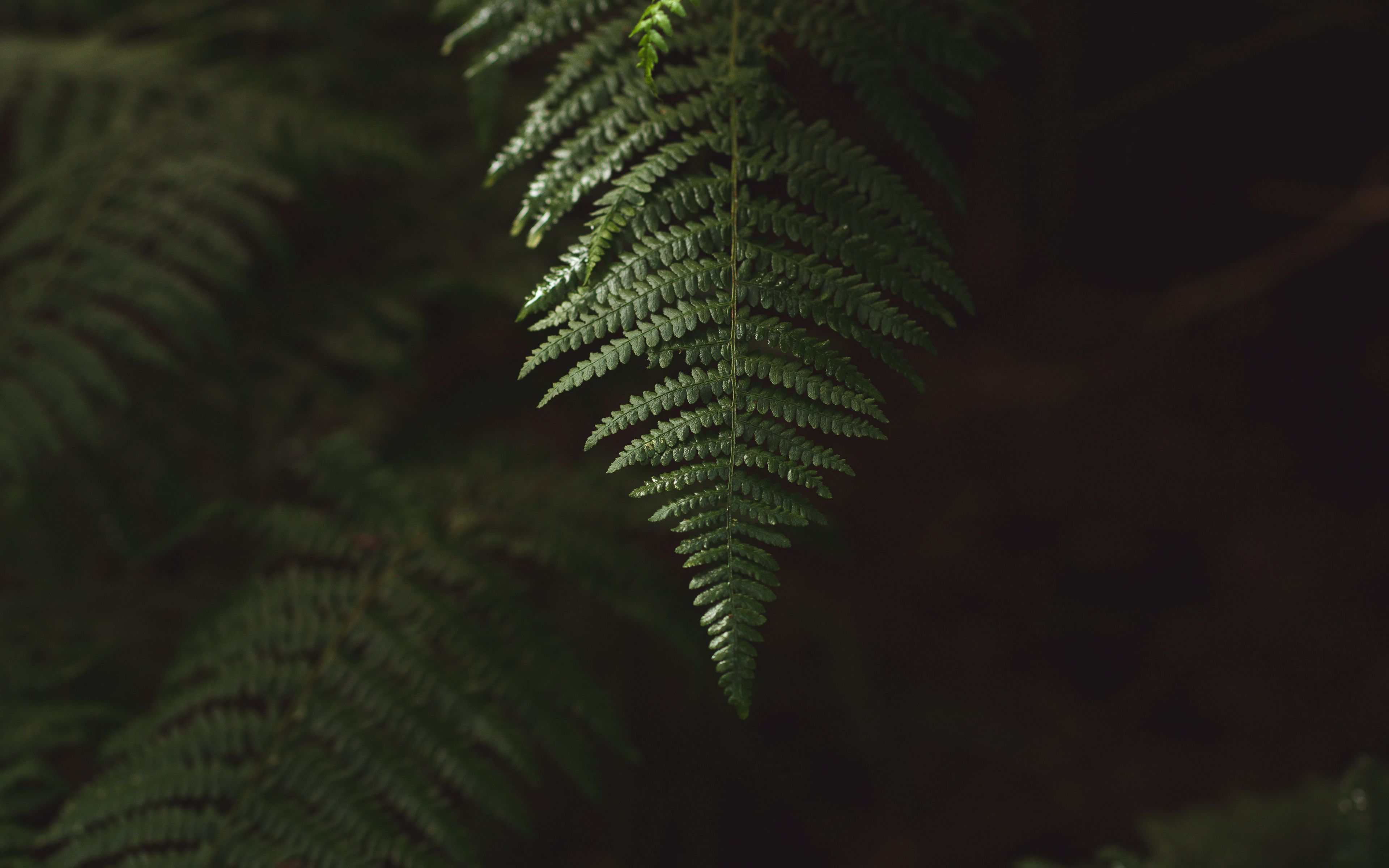 Download wallpaper 3840x2400 fern, branch, plant, macro, green 4k ultra ...