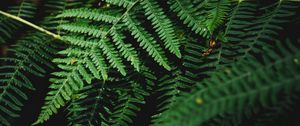 Preview wallpaper fern, branch, plant, macro, dark