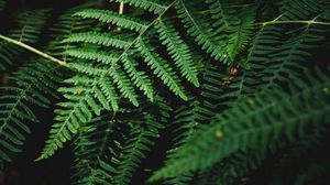 Preview wallpaper fern, branch, plant, macro, dark
