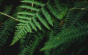 Preview wallpaper fern, branch, plant, macro, dark