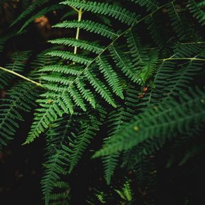 Preview wallpaper fern, branch, plant, macro, dark