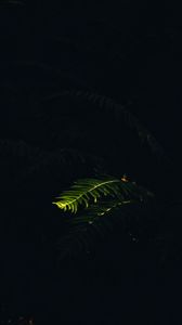 Preview wallpaper fern, branch, plant, macro, light, dark