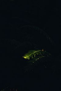 Preview wallpaper fern, branch, plant, macro, light, dark