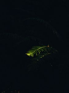 Preview wallpaper fern, branch, plant, macro, light, dark