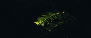 Preview wallpaper fern, branch, plant, macro, light, dark