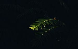 Preview wallpaper fern, branch, plant, macro, light, dark