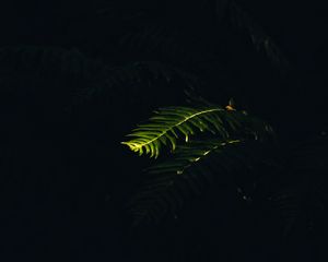 Preview wallpaper fern, branch, plant, macro, light, dark