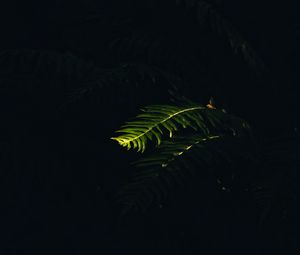 Preview wallpaper fern, branch, plant, macro, light, dark