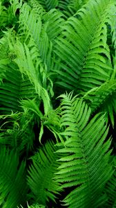 Preview wallpaper fern, branch, plant, macro, green, bushes