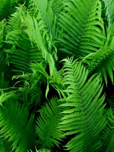 Preview wallpaper fern, branch, plant, macro, green, bushes