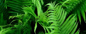 Preview wallpaper fern, branch, plant, macro, green, bushes