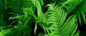 Preview wallpaper fern, branch, plant, macro, green, bushes