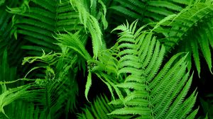 Preview wallpaper fern, branch, plant, macro, green, bushes