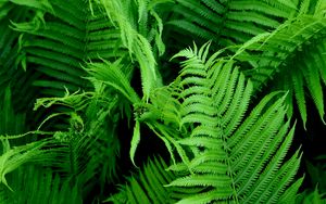 Preview wallpaper fern, branch, plant, macro, green, bushes