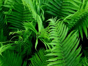 Preview wallpaper fern, branch, plant, macro, green, bushes