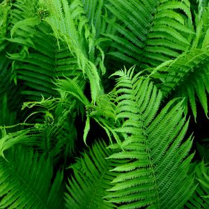 Preview wallpaper fern, branch, plant, macro, green, bushes