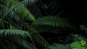 Preview wallpaper fern, branches, bushes, plants