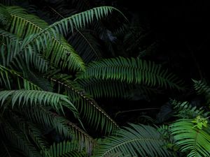 Preview wallpaper fern, branches, bushes, plants