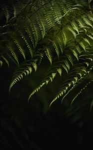 Preview wallpaper fern, branches, bushes, plant, green