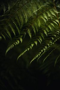 Preview wallpaper fern, branches, bushes, plant, green