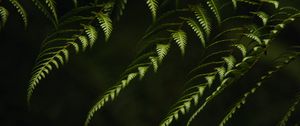 Preview wallpaper fern, branches, bushes, plant, green