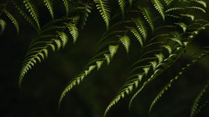 Preview wallpaper fern, branches, bushes, plant, green