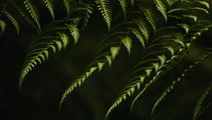 Preview wallpaper fern, branches, bushes, plant, green