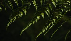 Preview wallpaper fern, branches, bushes, plant, green