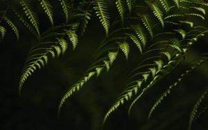 Preview wallpaper fern, branches, bushes, plant, green