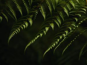 Preview wallpaper fern, branches, bushes, plant, green