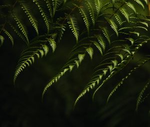 Preview wallpaper fern, branches, bushes, plant, green