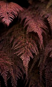 Preview wallpaper fern, branches, dark